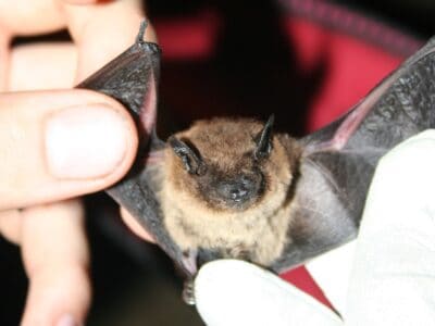 Evening Bat Picture