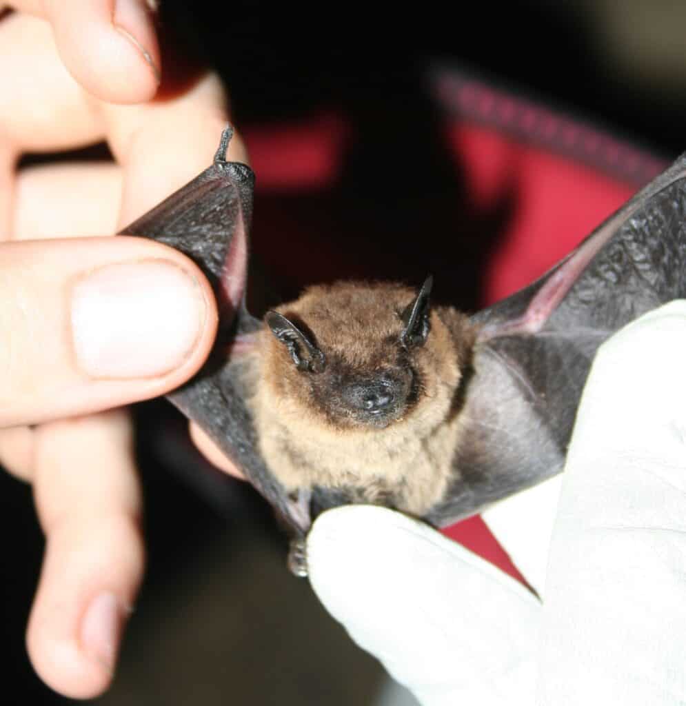 Evening bat being held by researcher