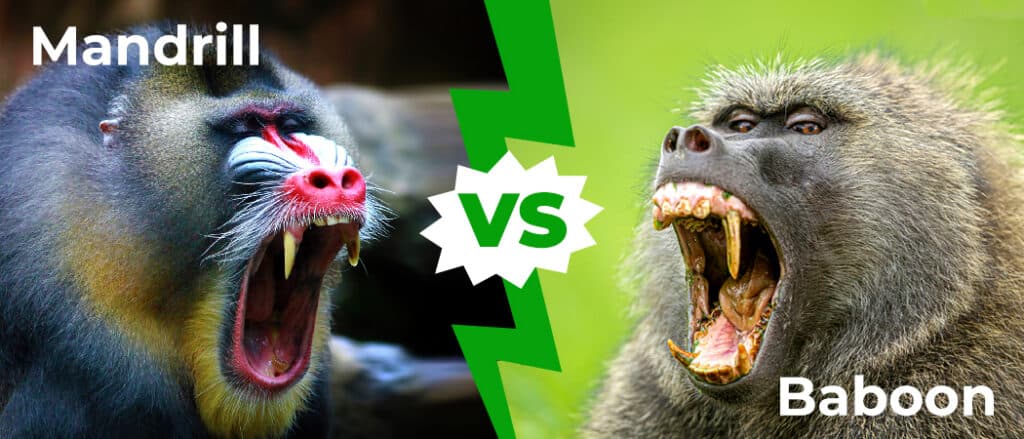 Mandrill vs Baboon 1050x450