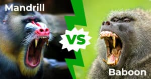 Mandrills vs Baboons: 6 Key Differences Explained Picture