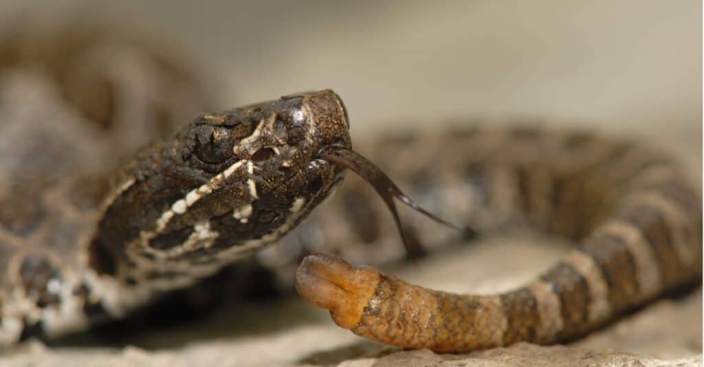 Rattlesnakes in New Mexico