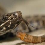 Massasauga