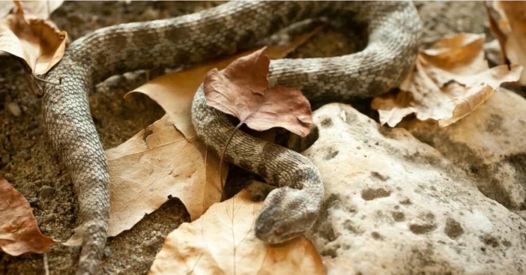 Massasauga hiding in leaves