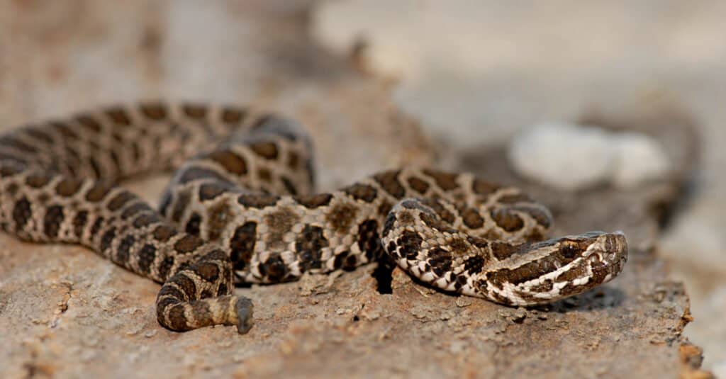 A Complete List of Venomous Snakes in the United States (30+ Species!)