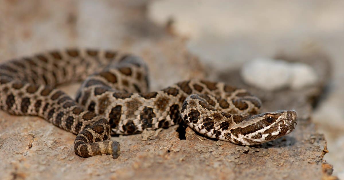 baby timber rattlesnake identification