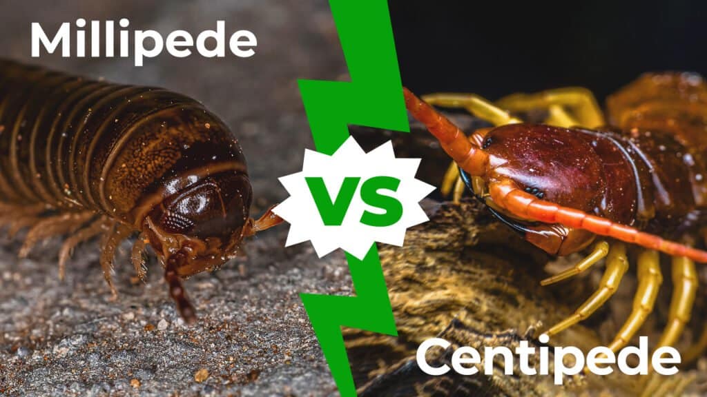 Millipede vs Centipede 1280x720