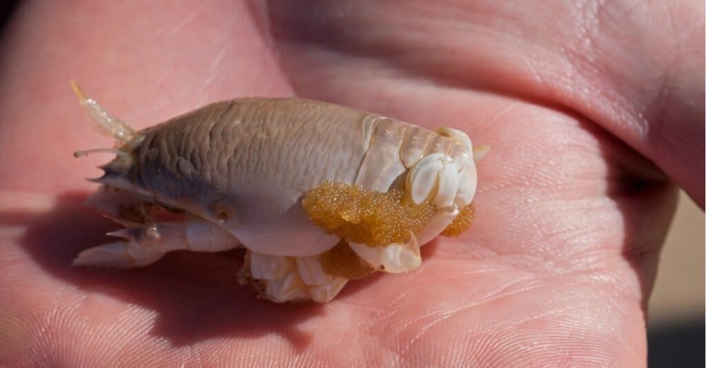 Mole Crab Anatomy Mole Crab Anatomy