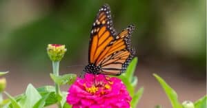 Are Monarch Butterflies Poisonous? Picture
