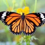  A monarch butterfly sitting on orange cosmos flowers in the spring.