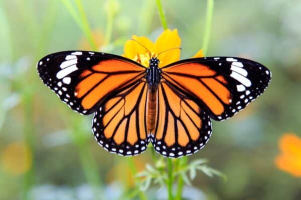  A monarch butterfly sitting on orange cosmos flowers in the spring.