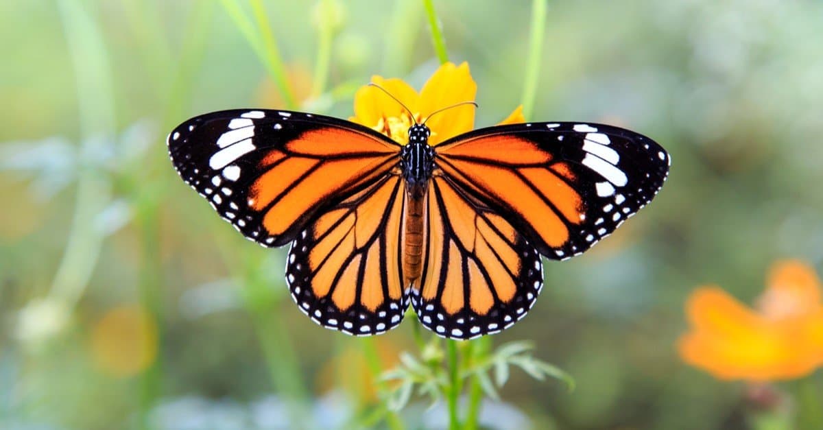Viceroy Butterfly Vs Monarch Butterfly