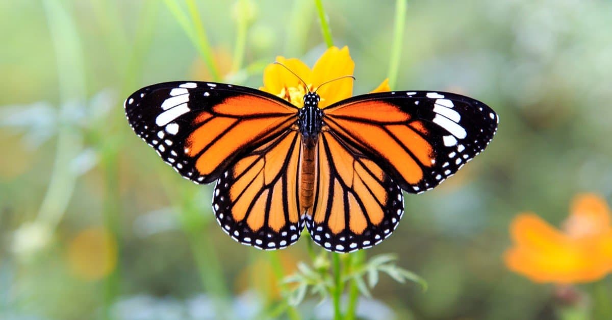 Monarch Butterfly On Flowers 