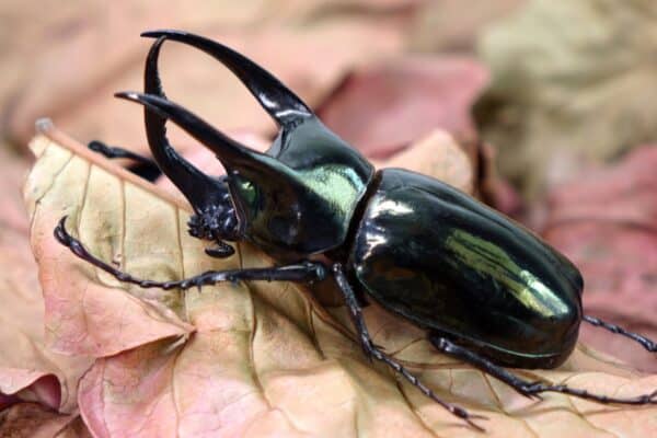 Atlas beetle (Chalcosoma atlas), famous exotic pet, found in Southeast Asia. The species is named for Atlas, the giant of Greek mythology who supported the skies. These are some of the most colorful beetles.