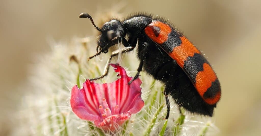 Most Colorful Beetles - Blister Beetle