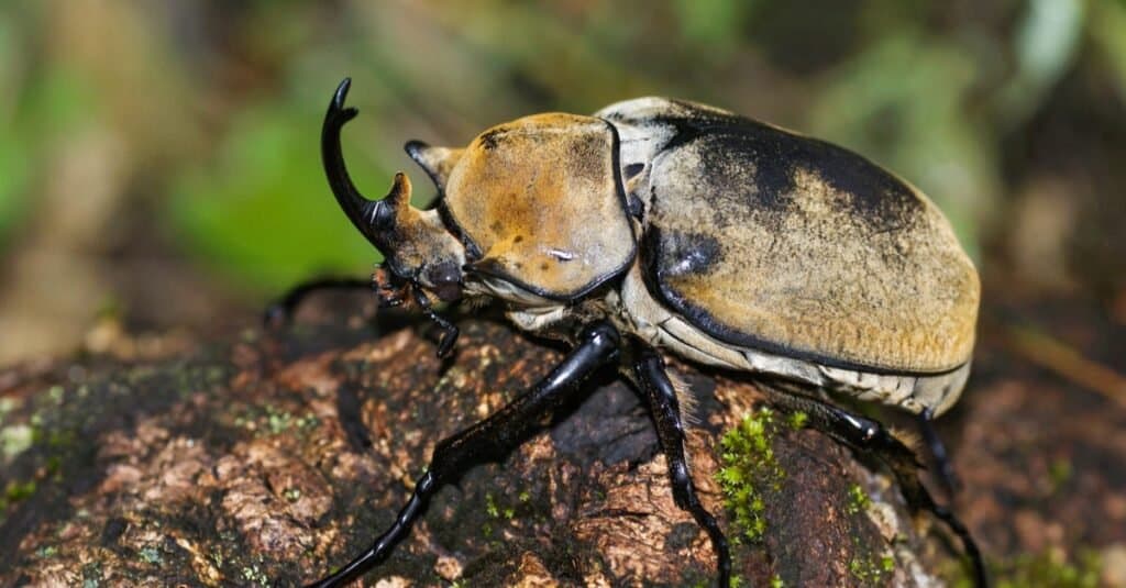 Most Colorful Beetles - Elephant Beetle