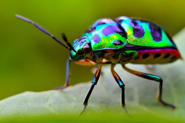 Jewel bug (Chrysocoris stollii) Beetle, which belongs to the Scutelleridae family and is actually a true bug.They are often brilliantly colored, exhibiting a wide range of iridescent metallic colors, making them one of the most colorful beetles.