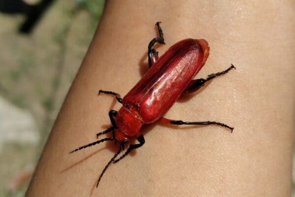 A fire-colored beetle on a person's arm. This colorful beetle is not poisonous.