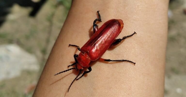Most colorful beetles - Fire-Colored Beetle