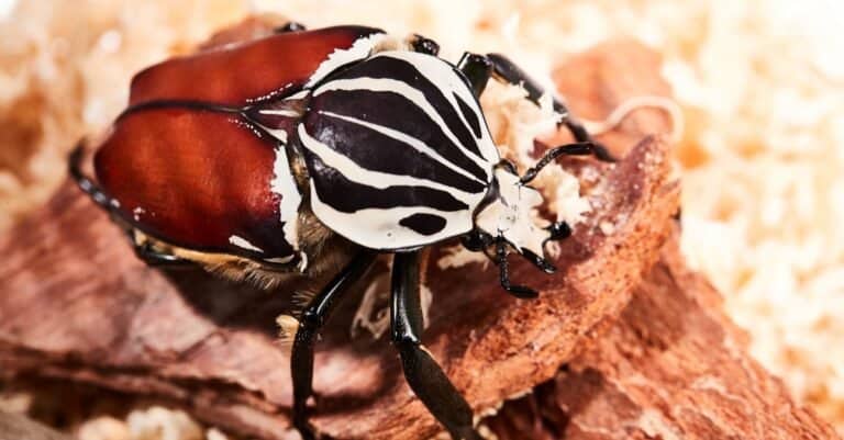 Most colorful beetles - Goliath Beetle