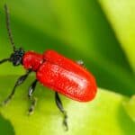 The Scarlet Lily Beetle is a colorful beetle with a reputation for being destructive because of its ability to harm the Solomon's Seal and Lily of the Valley plants. 