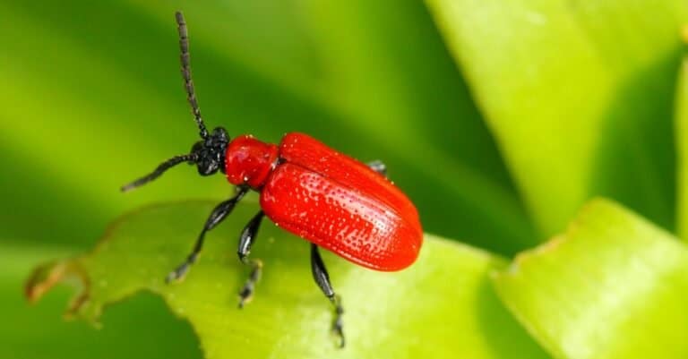 Most colorful beetles - Scarlet Lily Beetle