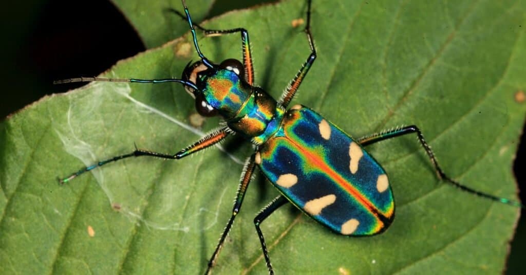 colorful beetles