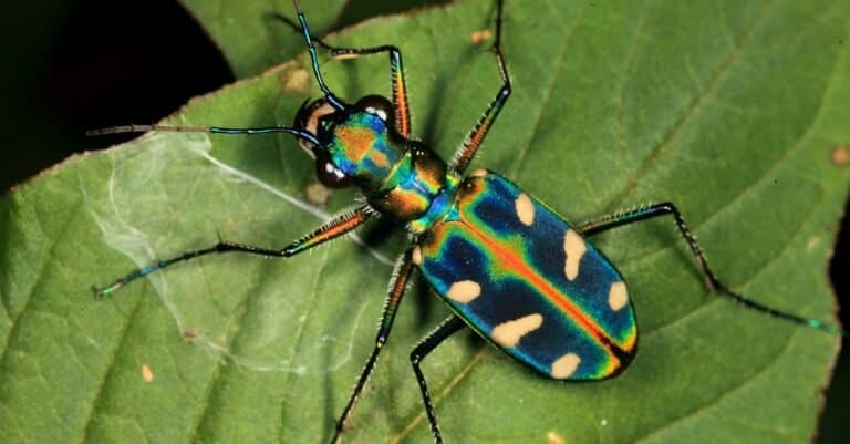Most colorful beetles - Tiger Beetle