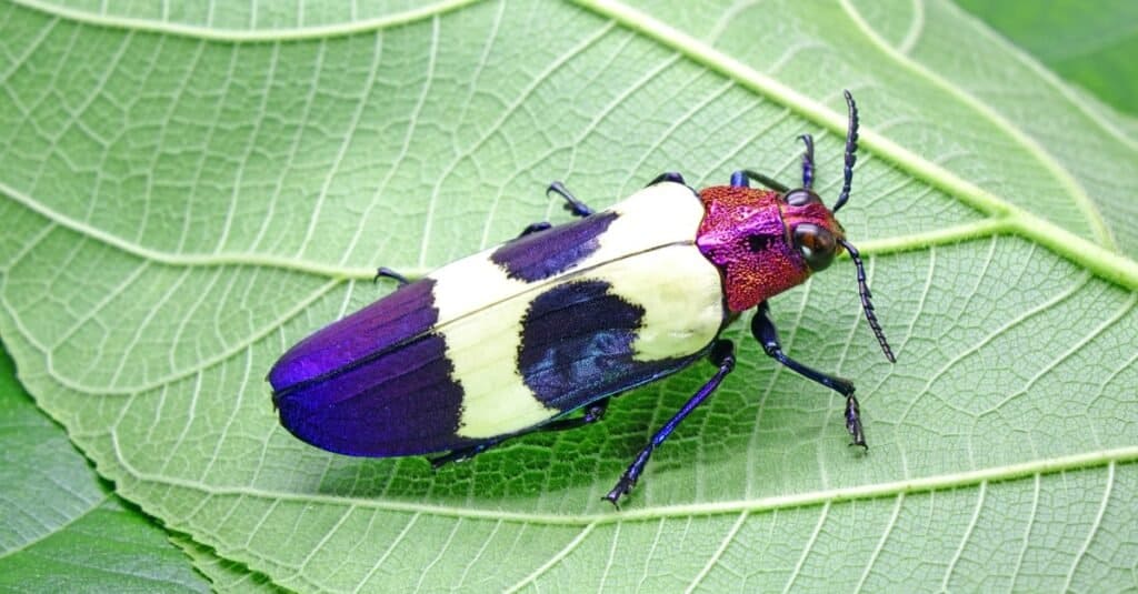 Most colorful beetles