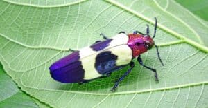 The 9 Most Colorful Beetles In The World Picture