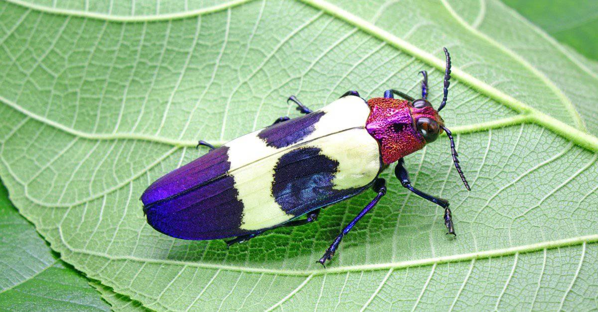 The 9 Most Colorful Beetles In The World - A-Z Animals