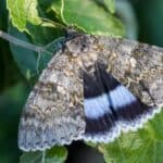 Blue Underwing moth, a large moth from Central and Northern European forests and woodlands sitting in a tree.