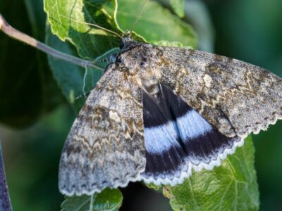 A Underwing Moth