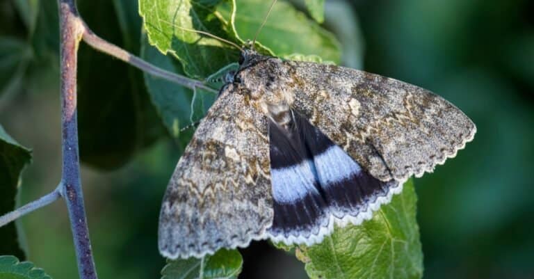 Moths - Blue Underwing