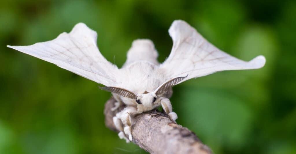 white fuzzy moth