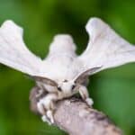 A silk moth is holding on a wooden stick, sitting with spread wings.