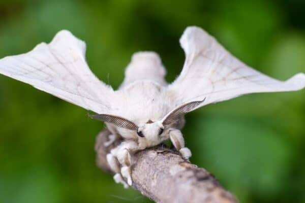 A silk moth is holding on a wooden stick, sitting with spread wings.