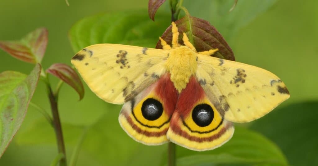 pink and yellow fuzzy moth