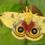 A male io moth, with the giant set of eyes that it develops as a sophisticated defense mechanism.