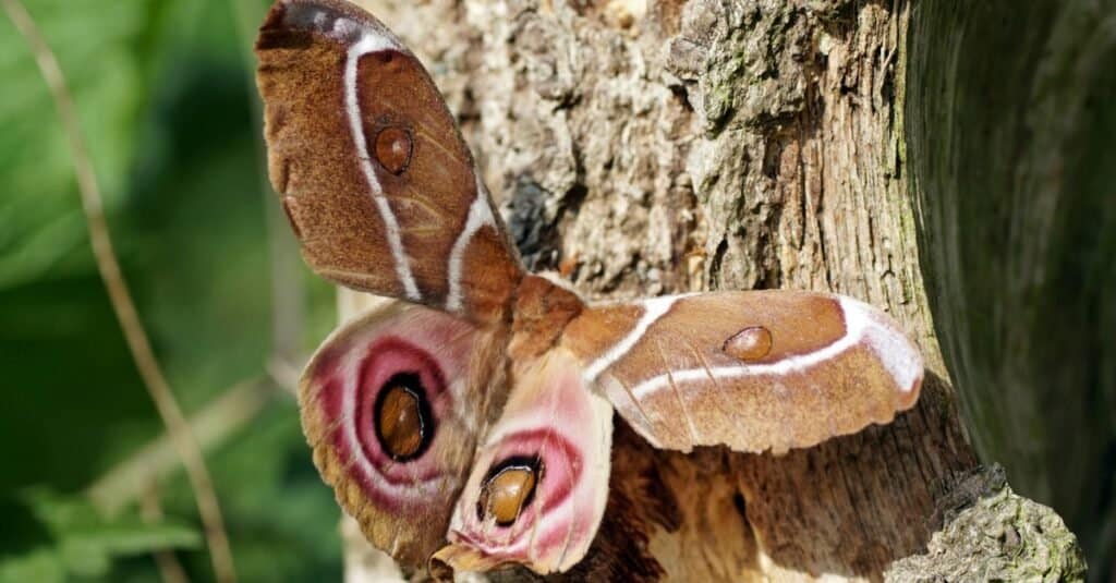 Moths - Madagascar Bullseye