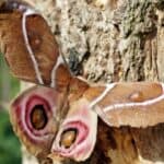 The brightly detailed eyespots on the lower wings of the Antherina suraka moth constitute its most immediately apparent defensive mechanism.