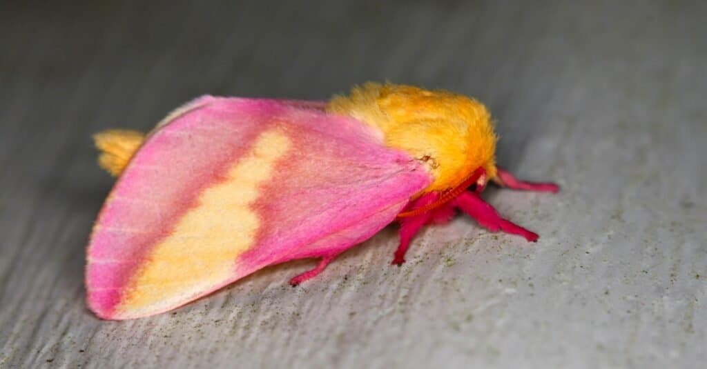 Rosy Maple Moth l Amazing Colors - Our Breathing Planet