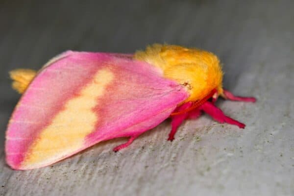 Rosy Maple Moth (Dryocampa rubicunda) sits on a wall in central Florida.