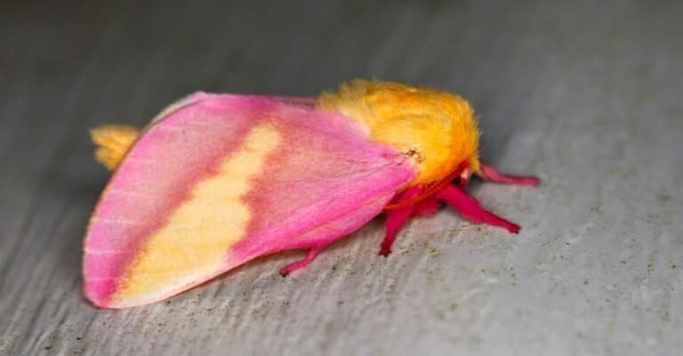 Moths - Rosy Maple Moth
