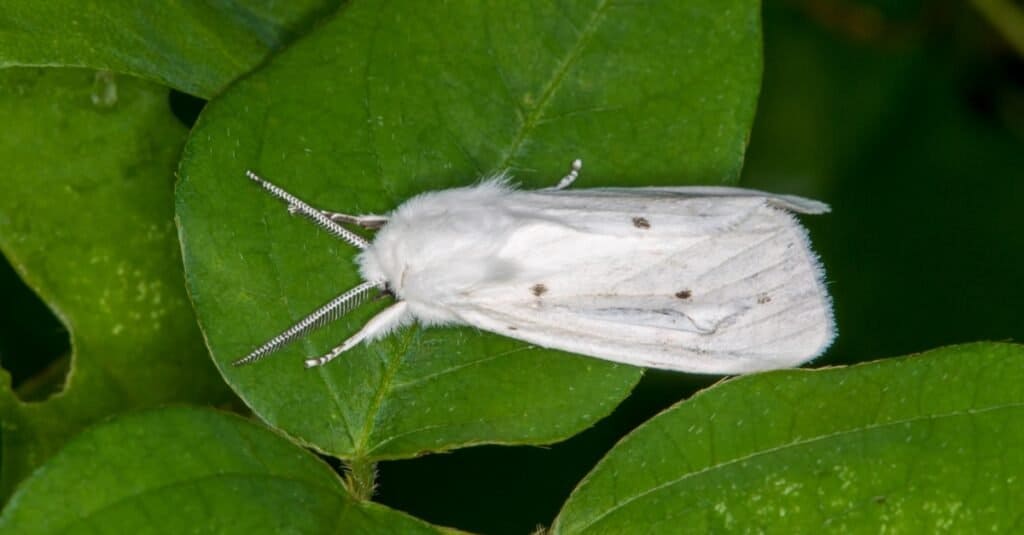 white fuzzy moth