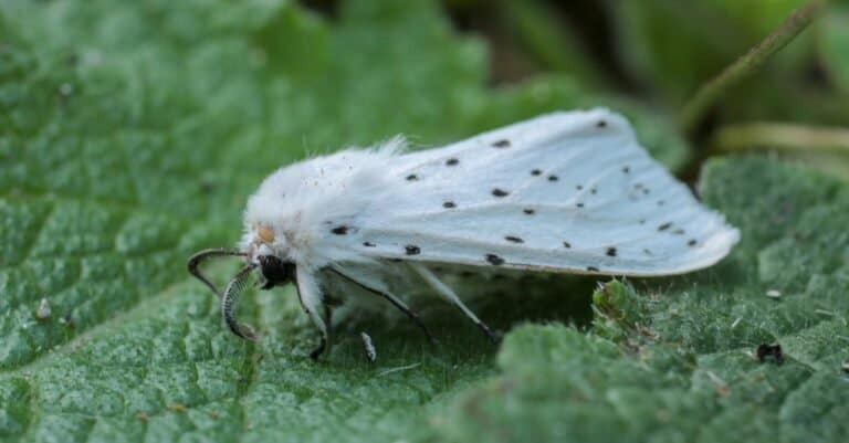 Moths - White Ermine moth