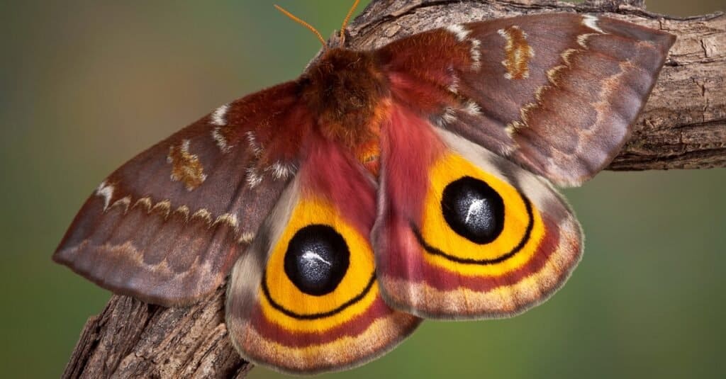 How long do moths live?