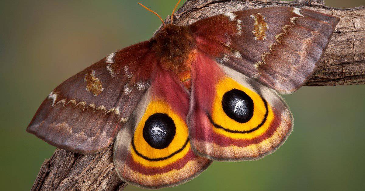 giant fluffy moth