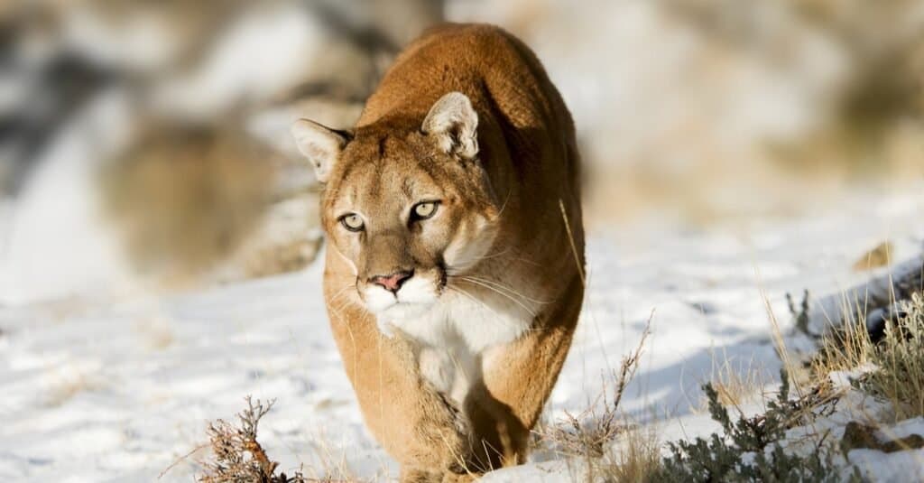 Mountain lion in snow