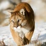 Mountain lion