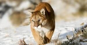 Mountain Lions in Michigan Picture